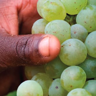 SA Wine Industry raises its GDP contribution, generates more jobs