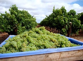 South African Wine: Harvest Report 2013