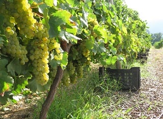 South African Wine: Harvest Report 2014