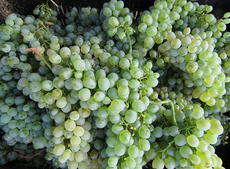 Vinpro welcomes decision to allow grape juice in the manufacturing of cider