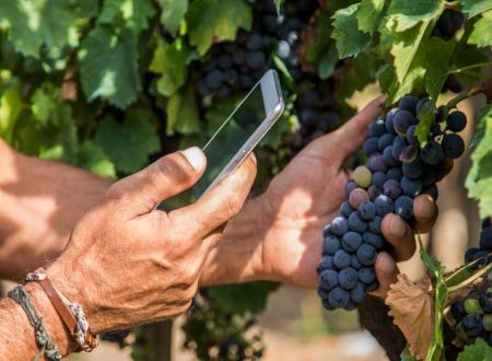 Wine industry launches first e-learning platform for vineyard workers