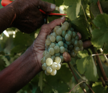 Smaller harvest, top quality expected in 2023